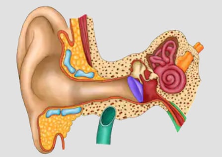 ear-diagram