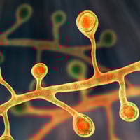 Blastomyces dermatitidis fungi