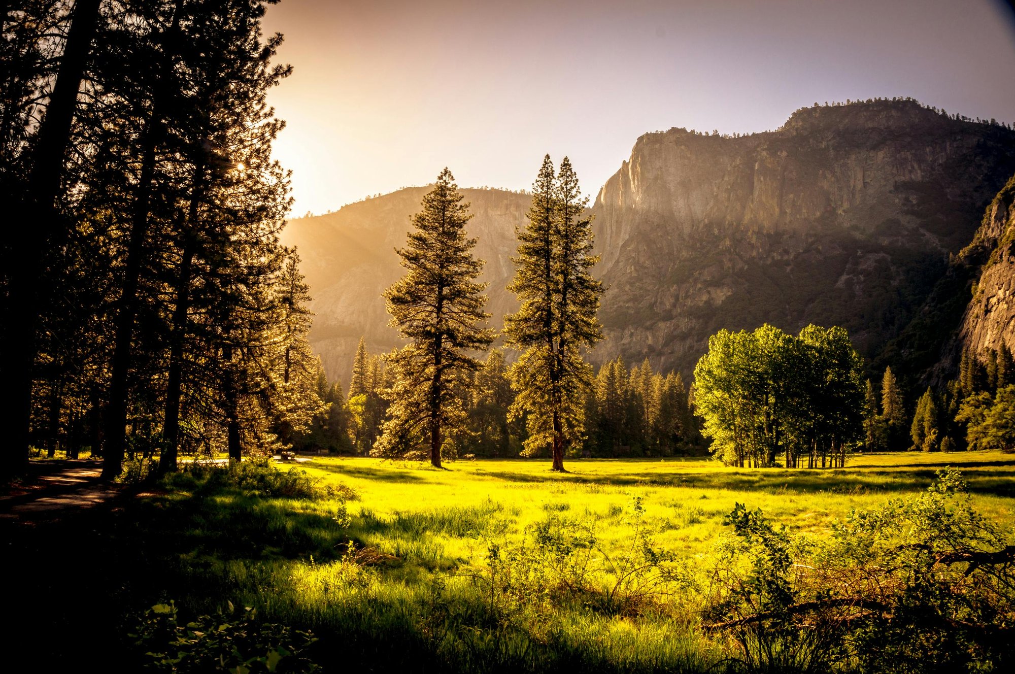 grassy field with trees and rocky hill in background