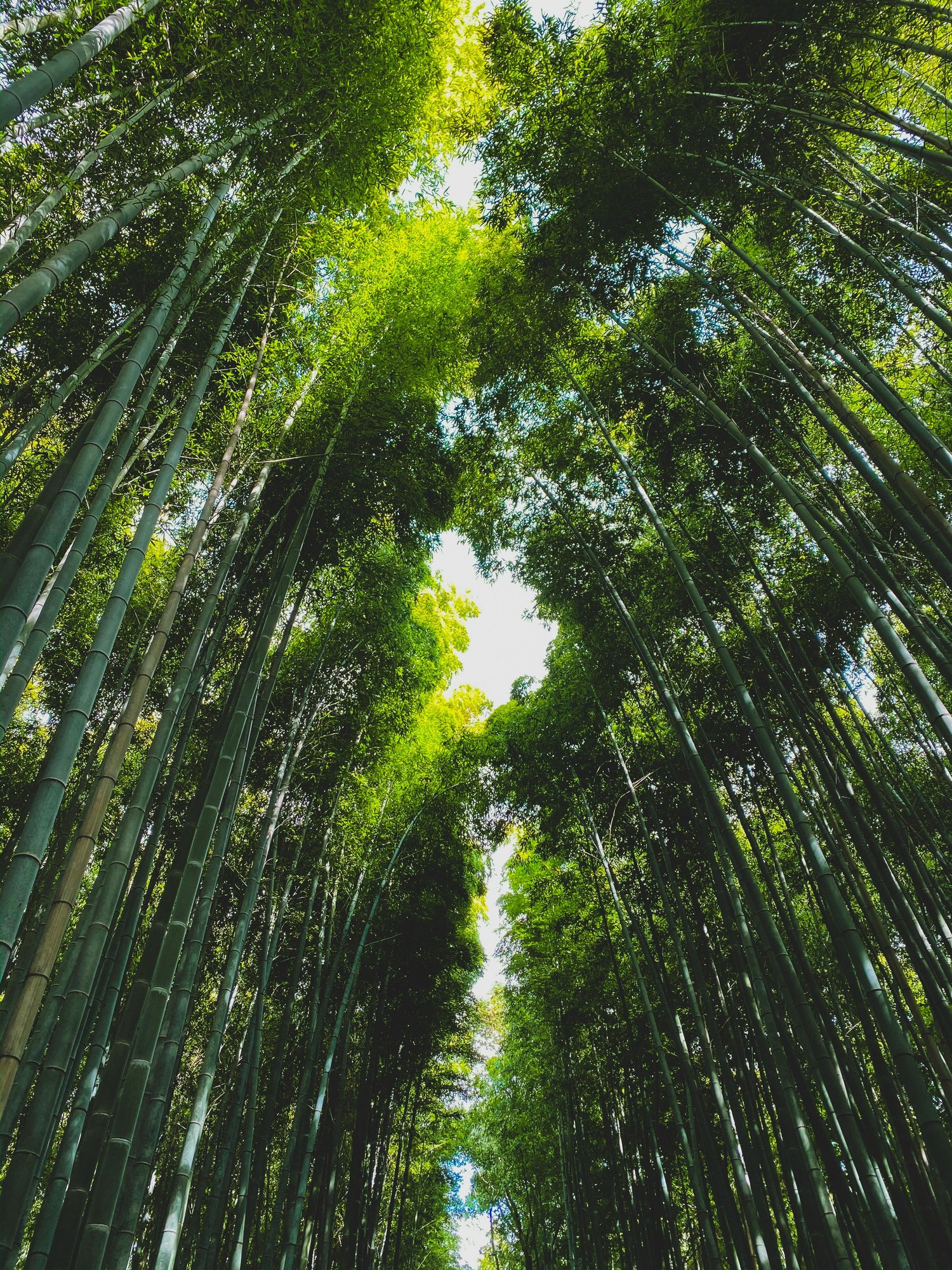 bottom up view of a tall row of trees