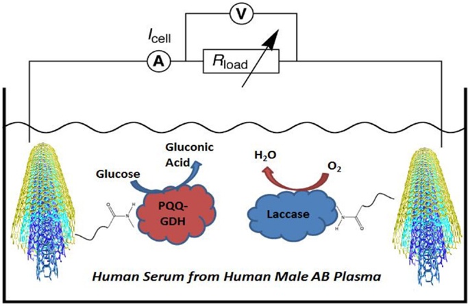 Bioelectrocatalytic reactions are based on the glucose oxidation